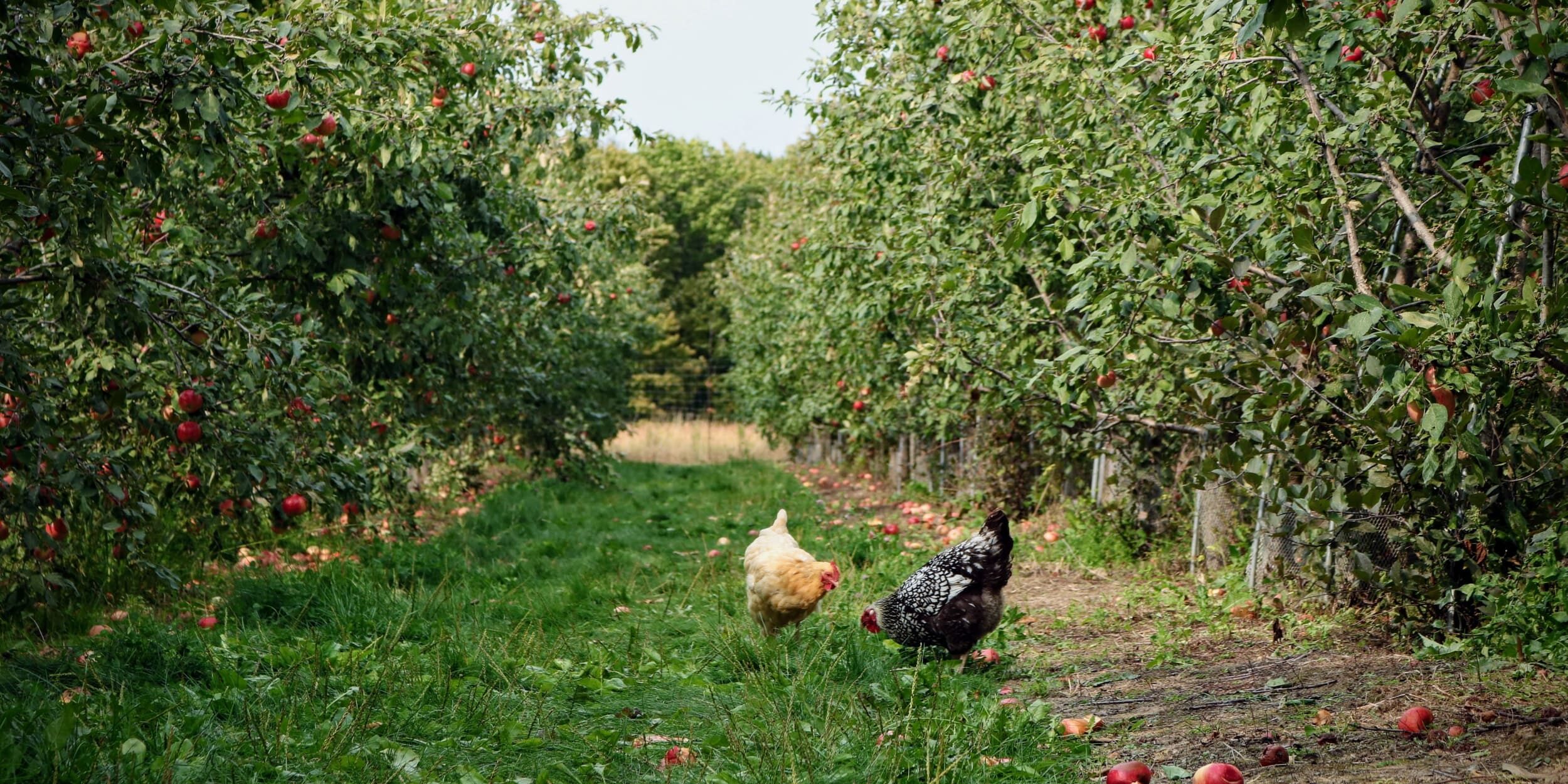 chickens orchard-min
